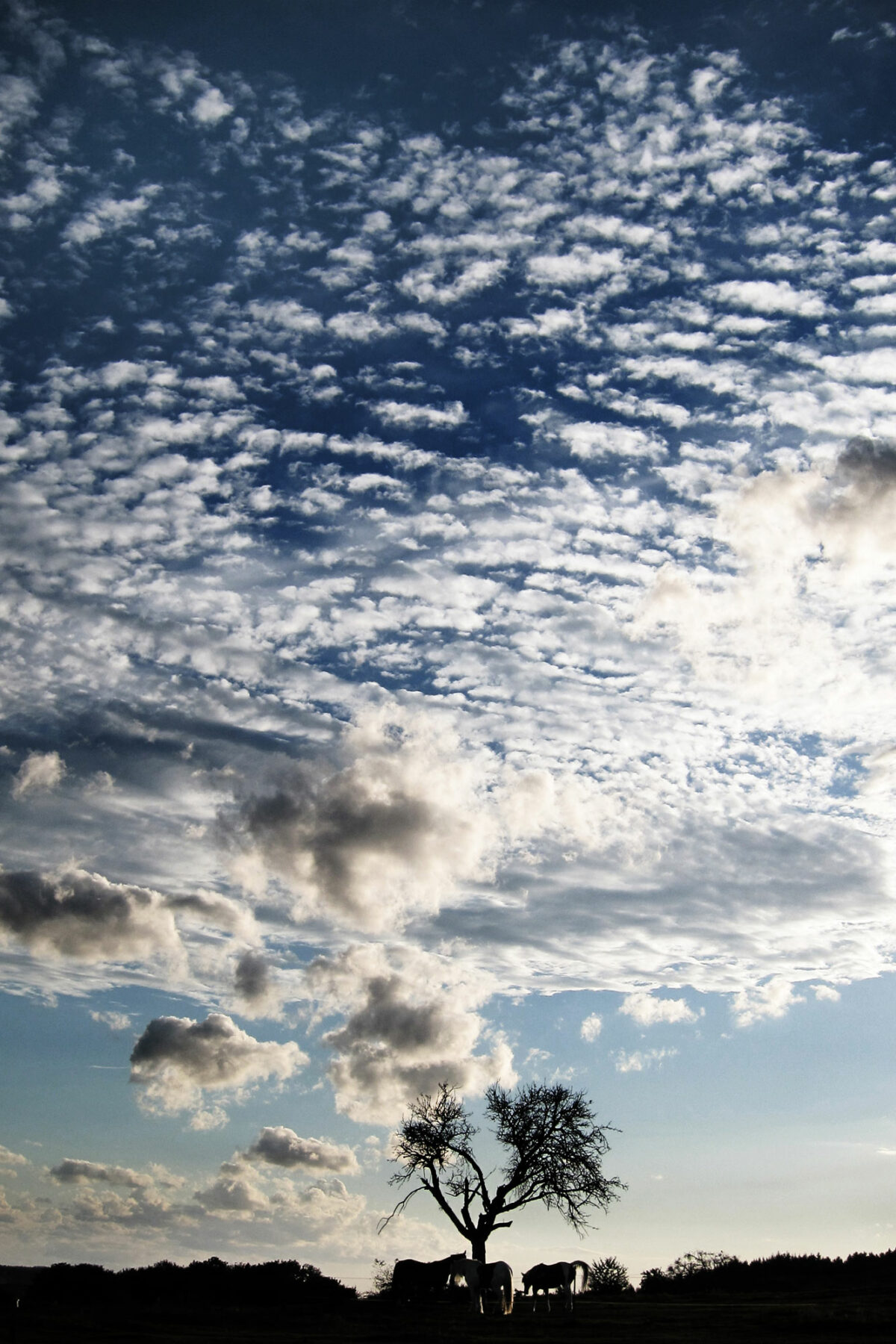 1_Cloudy_Sabitha-Saul