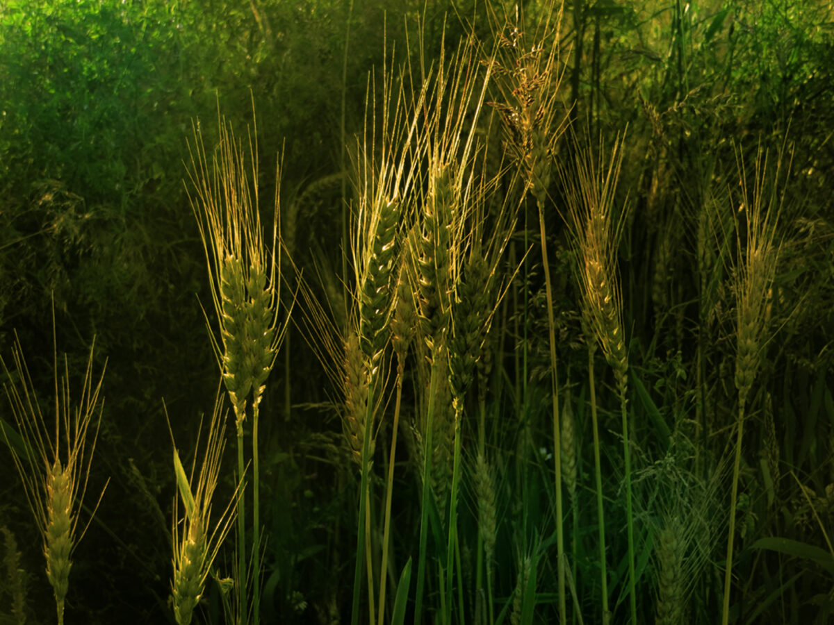 40_aehre_Sabitha-Saul