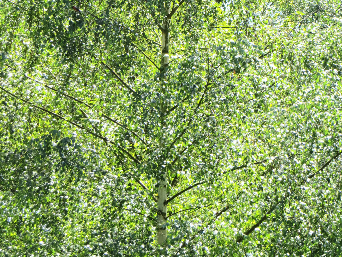 42_birke-grün_Sabitha-Saul
