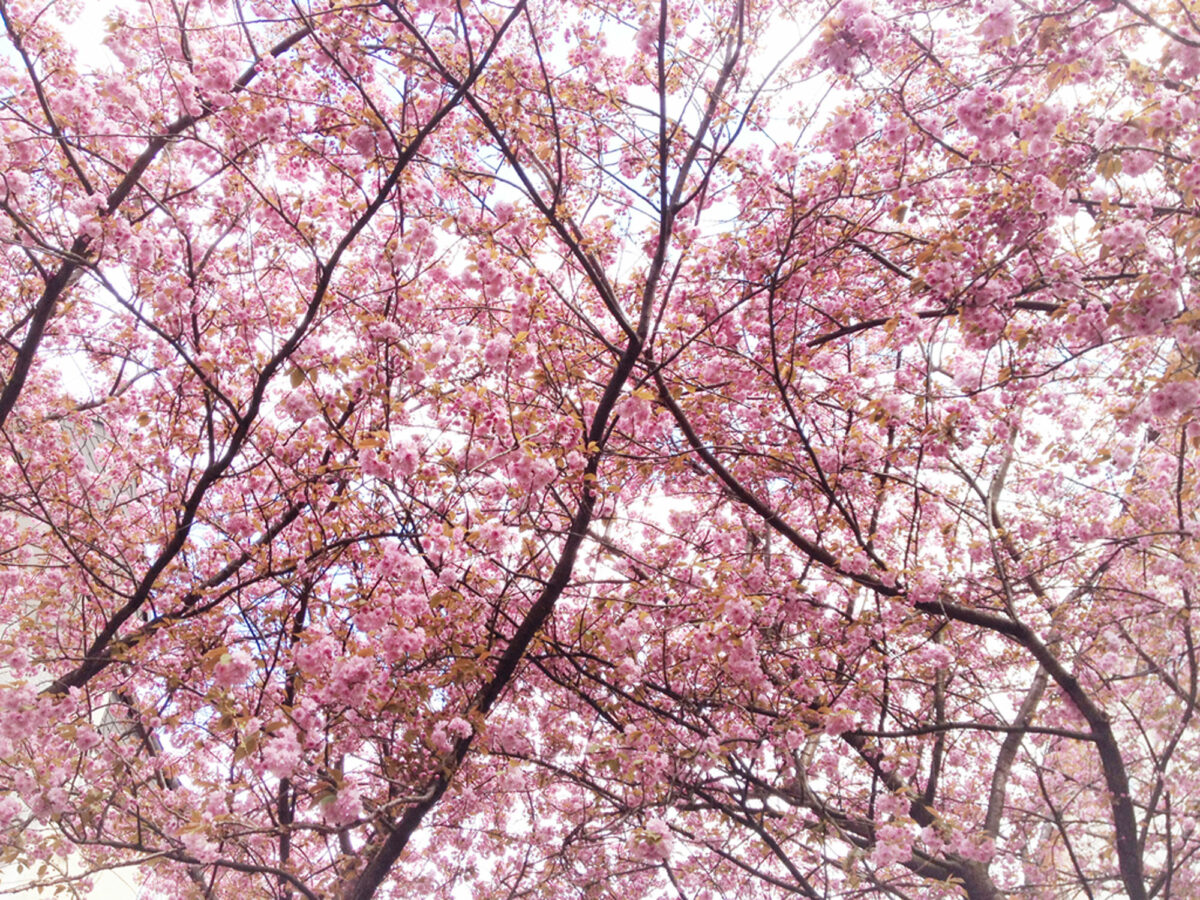 43_kirschblüten-rosa_Sabitha-Saul