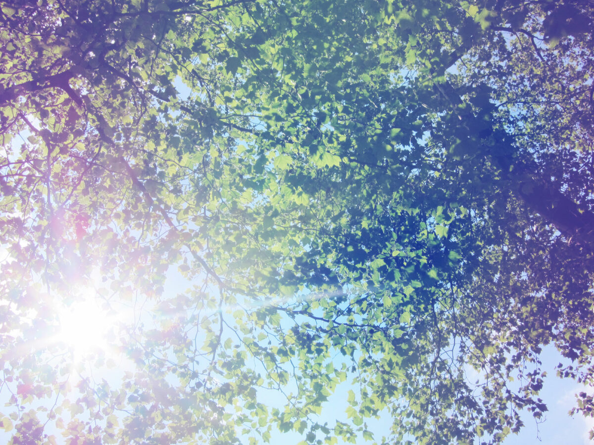 45_funkytrees_Sabitha-Saul