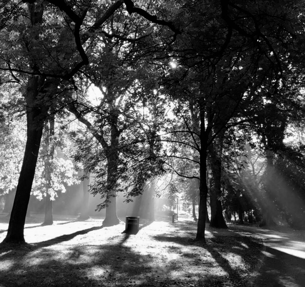 50_bnwtrees_Sabitha-Saul