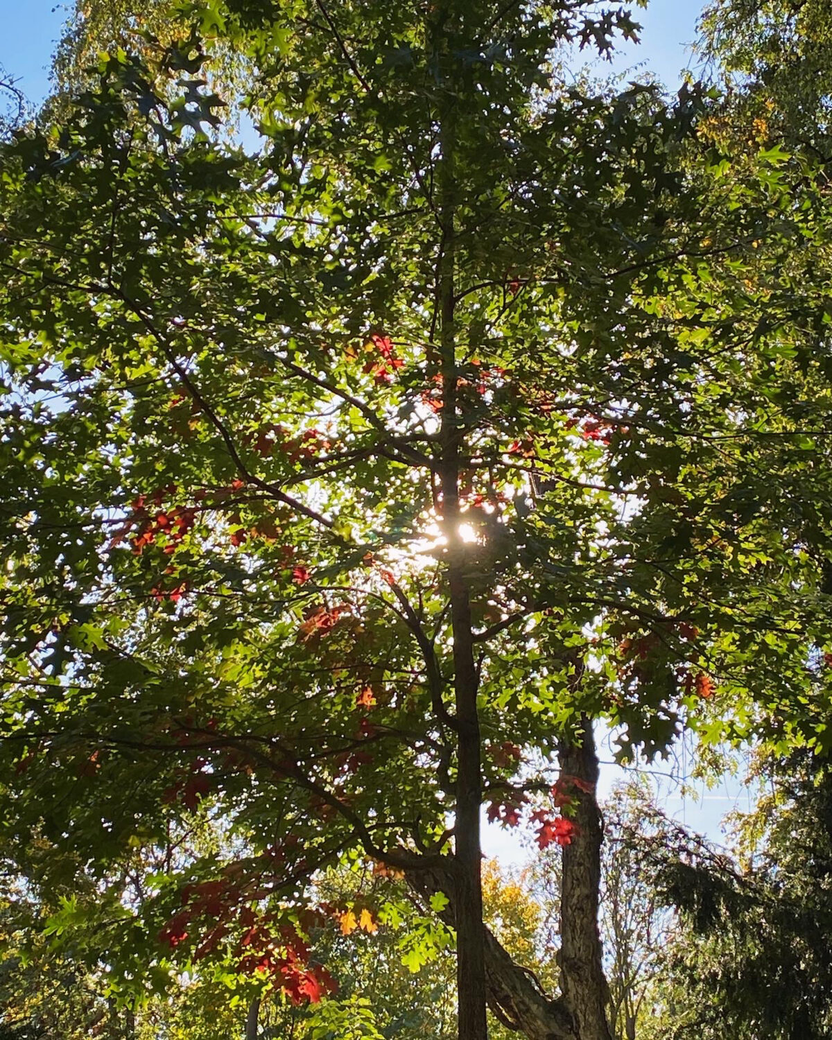 Vibes_02_Sabitha-Saul