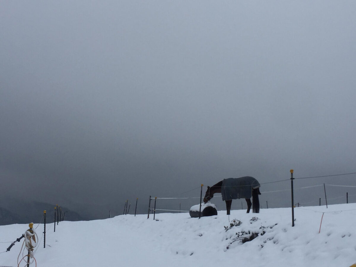 Winter_02_Sabitha-Saul